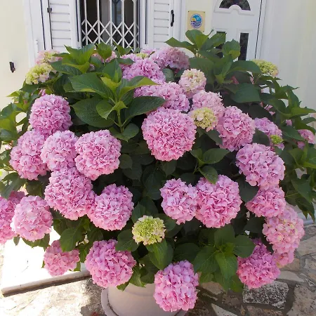 Pansion Filoxenia & 4*